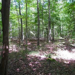 Photo of SOLD!!  36.5 Acres of Hunting Land for Sale in Accomack County Virginia!