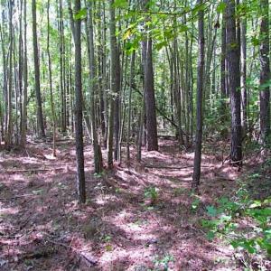 Photo of SOLD!!  36.5 Acres of Hunting Land for Sale in Accomack County Virginia!