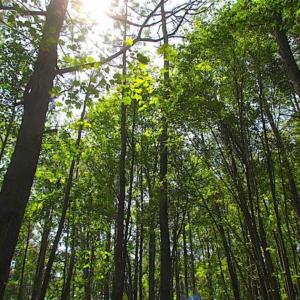 Photo of SOLD!!  36.5 Acres of Hunting Land for Sale in Accomack County Virginia!