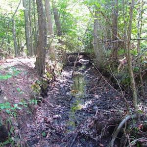 Photo of SOLD!!  36.5 Acres of Hunting Land for Sale in Accomack County Virginia!