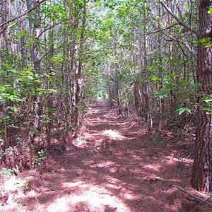 Photo of SOLD!!  36.5 Acres of Hunting Land for Sale in Accomack County Virginia!