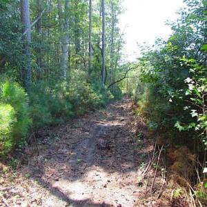Photo of SOLD!!  36.5 Acres of Hunting Land for Sale in Accomack County Virginia!