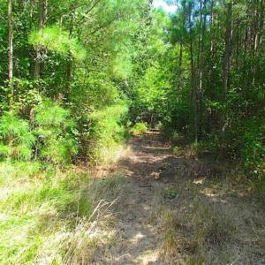 Photo of SOLD!!  36.5 Acres of Hunting Land for Sale in Accomack County Virginia!