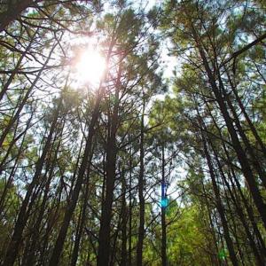 Photo of SOLD!!  36.5 Acres of Hunting Land for Sale in Accomack County Virginia!