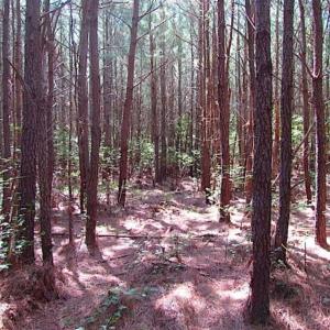 Photo of SOLD!!  36.5 Acres of Hunting Land for Sale in Accomack County Virginia!