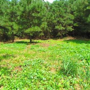 Photo of SOLD!!  36.5 Acres of Hunting Land for Sale in Accomack County Virginia!