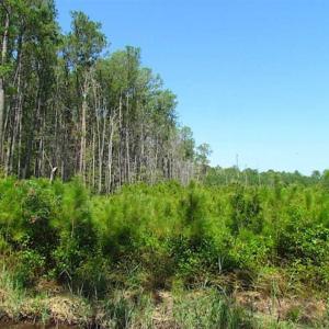 Photo of SOLD!!  36.5 Acres of Hunting Land for Sale in Accomack County Virginia!