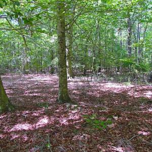 Photo of SOLD!!  36.5 Acres of Hunting Land for Sale in Accomack County Virginia!