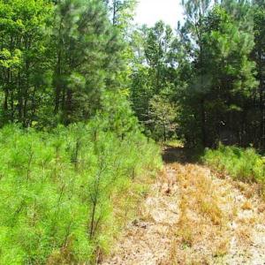 Photo of SOLD!!  36.5 Acres of Hunting Land for Sale in Accomack County Virginia!