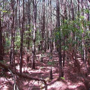 Photo of SOLD!!  36.5 Acres of Hunting Land for Sale in Accomack County Virginia!