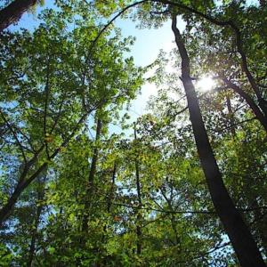 Photo of SOLD!!  36.5 Acres of Hunting Land for Sale in Accomack County Virginia!