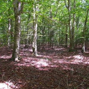 Photo of SOLD!!  36.5 Acres of Hunting Land for Sale in Accomack County Virginia!