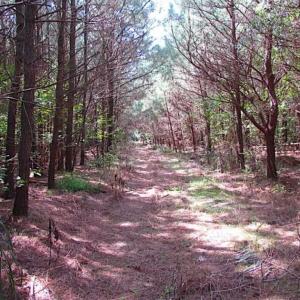Photo of SOLD!!  36.5 Acres of Hunting Land for Sale in Accomack County Virginia!