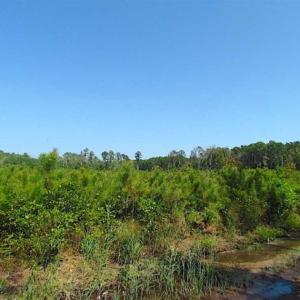 Photo of SOLD!!  36.5 Acres of Hunting Land for Sale in Accomack County Virginia!