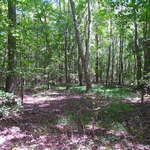 Photo of SOLD!!  36.5 Acres of Hunting Land for Sale in Accomack County Virginia!