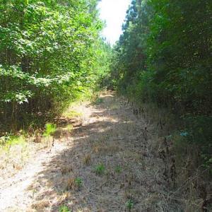 Photo of SOLD!!  36.5 Acres of Hunting Land for Sale in Accomack County Virginia!