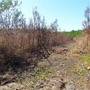 Photo of SOLD!!  36.5 Acres of Hunting Land for Sale in Accomack County Virginia!