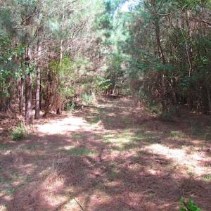 Photo of SOLD!!  36.5 Acres of Hunting Land for Sale in Accomack County Virginia!