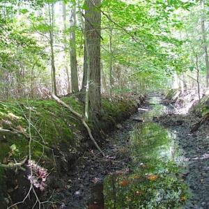Photo of SOLD!!  36.5 Acres of Hunting Land for Sale in Accomack County Virginia!