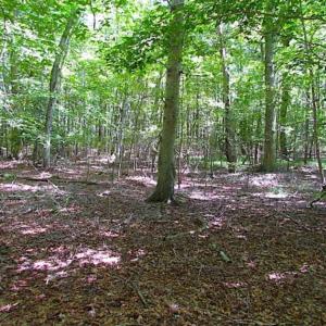 Photo of SOLD!!  36.5 Acres of Hunting Land for Sale in Accomack County Virginia!