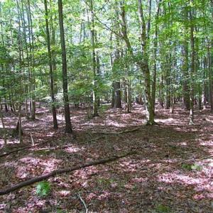 Photo of SOLD!!  36.5 Acres of Hunting Land for Sale in Accomack County Virginia!