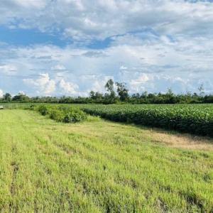 Photo of REDUCED! 177 Acres of Farm and Hunting Land For Sale in Nash County NC!