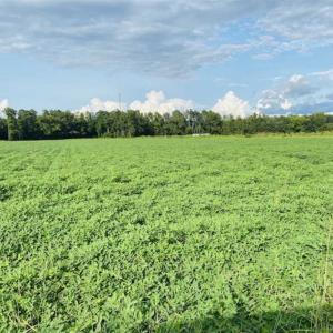 Photo of REDUCED! 177 Acres of Farm and Hunting Land For Sale in Nash County NC!