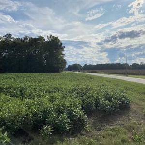 Photo of REDUCED! 177 Acres of Farm and Hunting Land For Sale in Nash County NC!