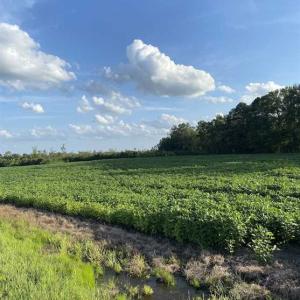 Photo of REDUCED! 177 Acres of Farm and Hunting Land For Sale in Nash County NC!