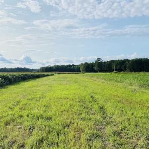 Photo of REDUCED! 177 Acres of Farm and Hunting Land For Sale in Nash County NC!