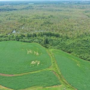 Photo of REDUCED! 177 Acres of Farm and Hunting Land For Sale in Nash County NC!