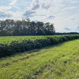 Photo of REDUCED! 177 Acres of Farm and Hunting Land For Sale in Nash County NC!