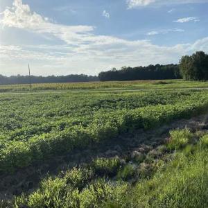 Photo of REDUCED! 177 Acres of Farm and Hunting Land For Sale in Nash County NC!
