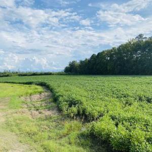 Photo of REDUCED! 177 Acres of Farm and Hunting Land For Sale in Nash County NC!