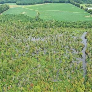 Photo of REDUCED! 177 Acres of Farm and Hunting Land For Sale in Nash County NC!