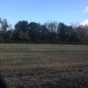 Photo of SOLD!!  36 Acres of Hunting Land for Sale in Halifax County VA!