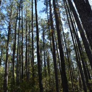 Photo of 100 Acres of Hunting Land For Sale in Halifax County VA!