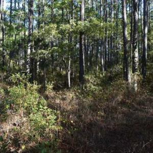 Photo of 100 Acres of Hunting Land For Sale in Halifax County VA!