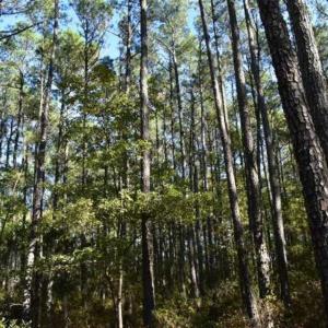 Photo of 70 Acres of Timberland For Sale in Halifax County VA!