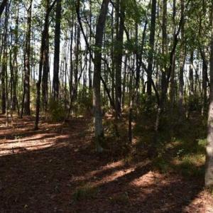 Photo of 70 Acres of Timberland For Sale in Halifax County VA!