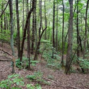 Photo of SOLD!!  7.5 Acres of Residential and Hunting Land For Sale in Amherst County VA!