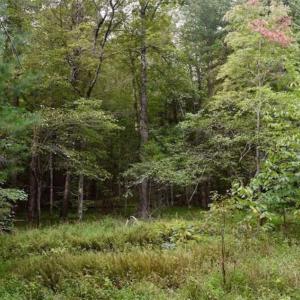 Photo of SOLD!!  7.5 Acres of Residential and Hunting Land For Sale in Amherst County VA!