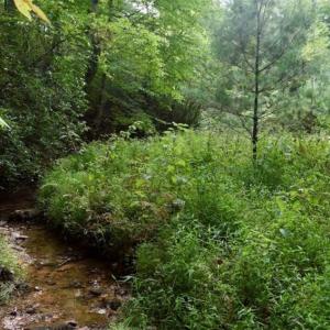 Photo of SOLD!!  7.5 Acres of Residential and Hunting Land For Sale in Amherst County VA!