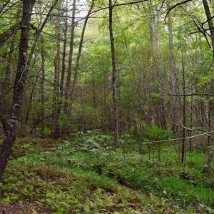 Photo of SOLD!!  7.5 Acres of Residential and Hunting Land For Sale in Amherst County VA!