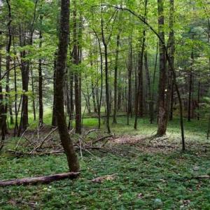 Photo of SOLD!!  7.5 Acres of Residential and Hunting Land For Sale in Amherst County VA!