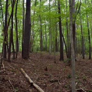 Photo of SOLD!!  7.5 Acres of Residential and Hunting Land For Sale in Amherst County VA!
