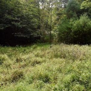 Photo of SOLD!!  7.5 Acres of Residential and Hunting Land For Sale in Amherst County VA!
