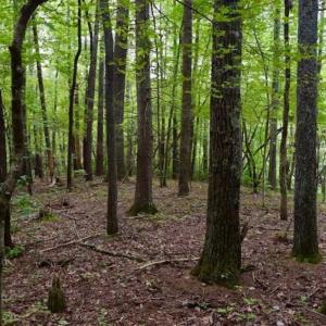 Photo of SOLD!!  7.5 Acres of Residential and Hunting Land For Sale in Amherst County VA!