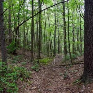 Photo of SOLD!!  7.5 Acres of Residential and Hunting Land For Sale in Amherst County VA!