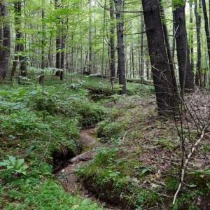 Photo of SOLD!!  7.5 Acres of Residential and Hunting Land For Sale in Amherst County VA!